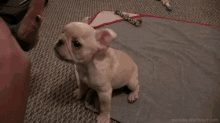 a french bulldog puppy is giving a high five to a person on the floor .