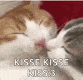 Cat Kiss Extasyxx GIF