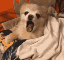 Beast Pomeranian GIF - Beast Pomeranian Yawn GIFs