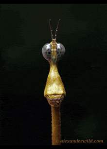 a close up of a praying mantis hanging from a plant .