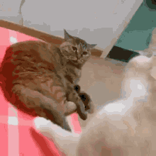 قطة ضرابة GIF - قطة ضرابة يوسف GIFs