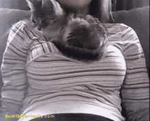 寝る GIF - Kitten Boob Rest GIFs