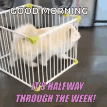dog escape halfway through the week wednesday