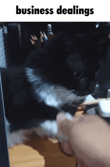 a black and white cat is playing with a person 's hand and the text business dealings is above it