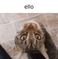 Ello GIF - Ello GIFs
