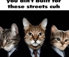 Cat Streets GIF - Cat Streets Cuh GIFs