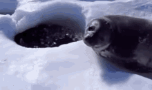 Seal Egg Flidsh GIF - Seal Egg Flidsh Geaagh GIFs