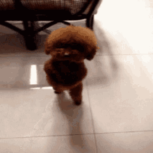 a small brown dog standing on a white tiled floor
