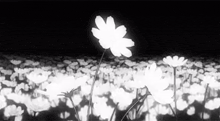 a black and white photo of a field of flowers at night