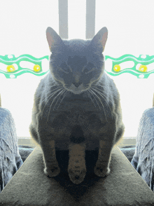 Cat Slay GIF