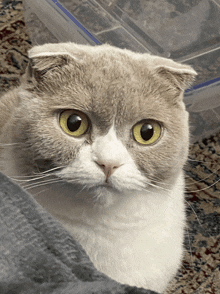 a close up of a cat 's face looking at the camera