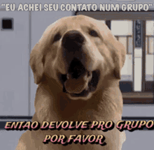golden retriever dog memes dogs