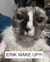 a wet cat with the words " erik wake up " on the bottom right