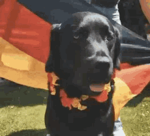 German Doggo GIF - German Doggo GIFs