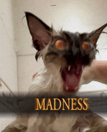 a picture of a cat with the word madness written on it