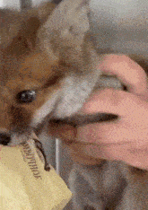 Fox Hungry Butter Kit GIF