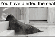 Seal Alert GIF - Seal Alert Seals GIFs