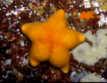 Starfish Twerking GIF - Starfish Twerking GIFs