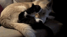 Cat Cleaning Dog GIF - Cat Dog Cute GIFs