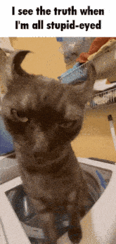 Nine Inch Nails Cat GIF