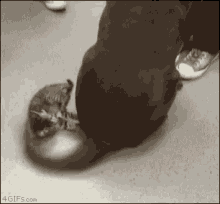 Kitten Vs GIF - Kitten Vs Tail GIFs