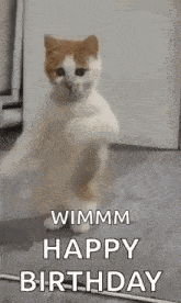 a cat is standing on its hind legs on the floor and dancing .