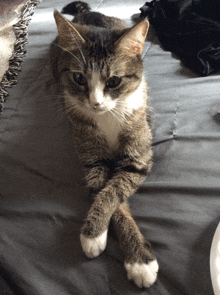 a cat laying on a bed with its legs crossed and looking at the camera