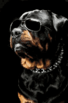 dog shades