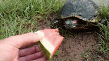 minty melon turtle minty190 minty eating melon