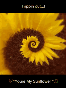 Flowers Youre My Sunflower GIF - Flowers Youre My Sunflower Spin GIFs