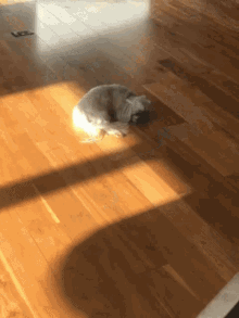 a dog is sleeping on a wooden floor