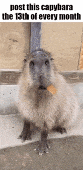a picture of a capybara eating a piece of cheese