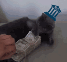 Bank Funny GIF - Bank Funny Cat GIFs