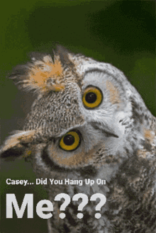 casey did you hang up on me owl blinking tilt head