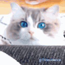 tvresidence kitten cat pretty eyes