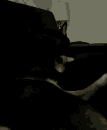 a black dog is laying on a black couch with a lamp in the background