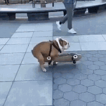 Bulldog Lobe Skateboard GIF