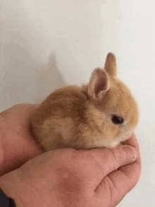 a person is holding a small brown bunny in their hands .