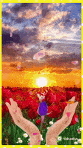 a woman 's hands are holding a purple flower in front of a field of red flowers .