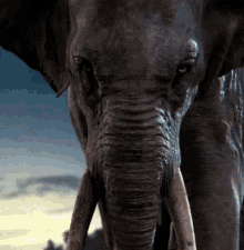 The Jungle Book Elephant GIF