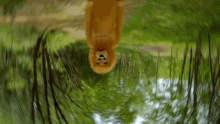 Lion Mascot GIF - Lion Mascot Wink GIFs