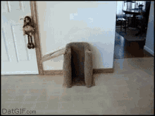 a picture of a cat tree taken from datgif.com shows a monkey hanging on a door