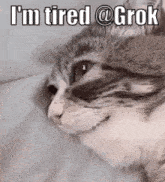 a cat laying on a bed with the words `` i 'm tired @ grok '' written on it .