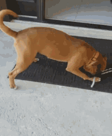 Dog Playing GIF - Dog Playing Rope GIFs