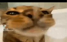 a close up of a cat 's face looking at the camera with its mouth open .