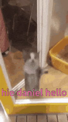 a cat is standing in a doorway next to a yellow litter box and says hi daniel hello