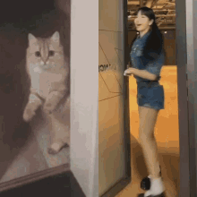 Lisa Cat Lisa Meme GIF