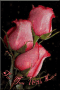 For You With Love Rose GIF - For You With Love Rose Pink Rose GIFs