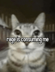 a blurry picture of a cat with the words " rage is consuming me " written above it