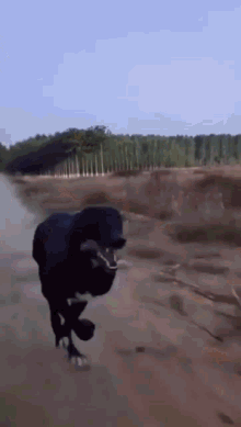 Zoomies Dog GIF - Zoomies Dog Race GIFs